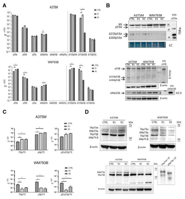 p53 and p73 isoform expression in parental and vemurafenib-resistant melanoma cell lines.
